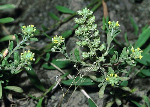 Alyssum alyssoides